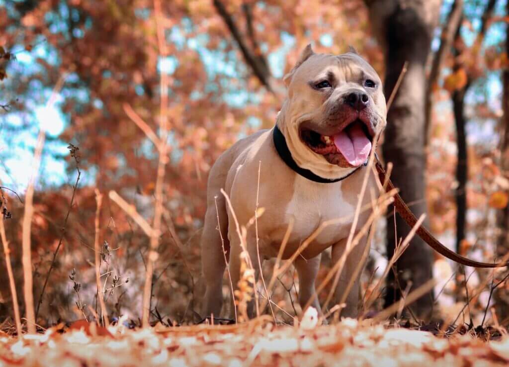 Are Pitbull Dangerous 1