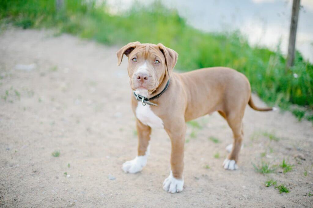 Are Pitbull Dangerous 1