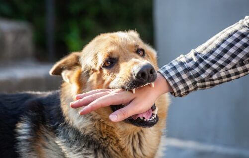 Broken Bones NJ Dog Bite Lawyer