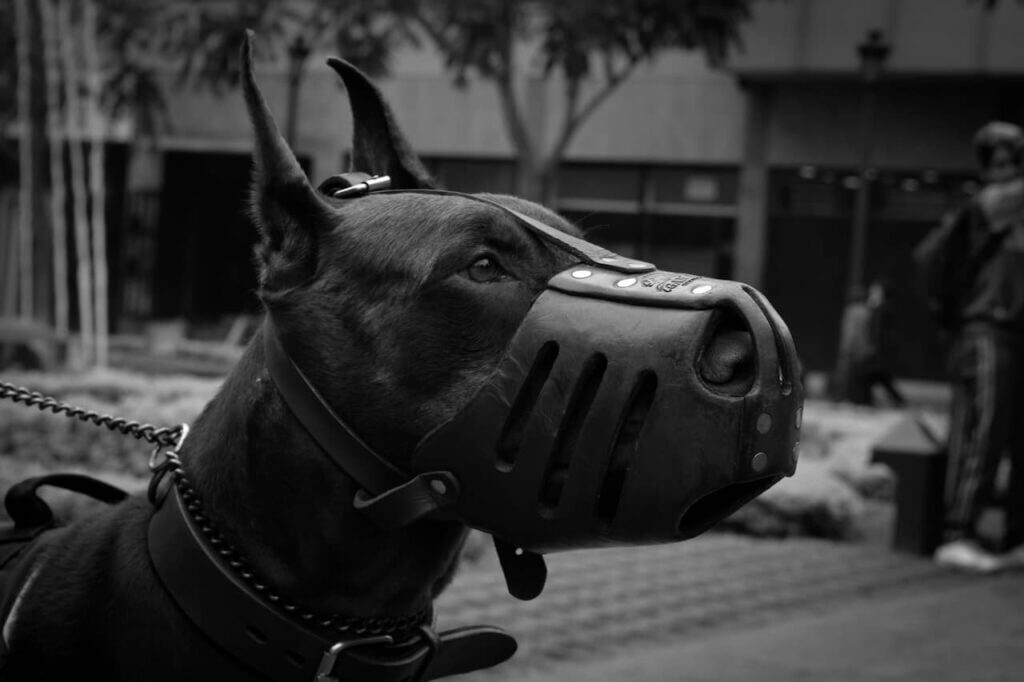 Are Dobermans Dangerous 1
