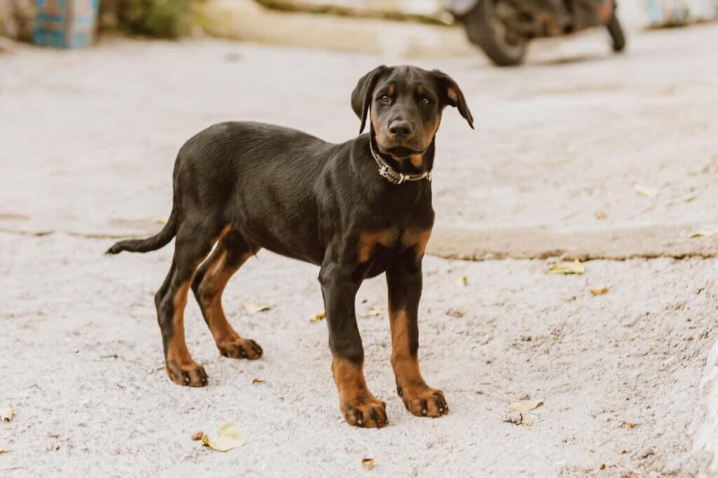 Are Dobermans Dangerous 2