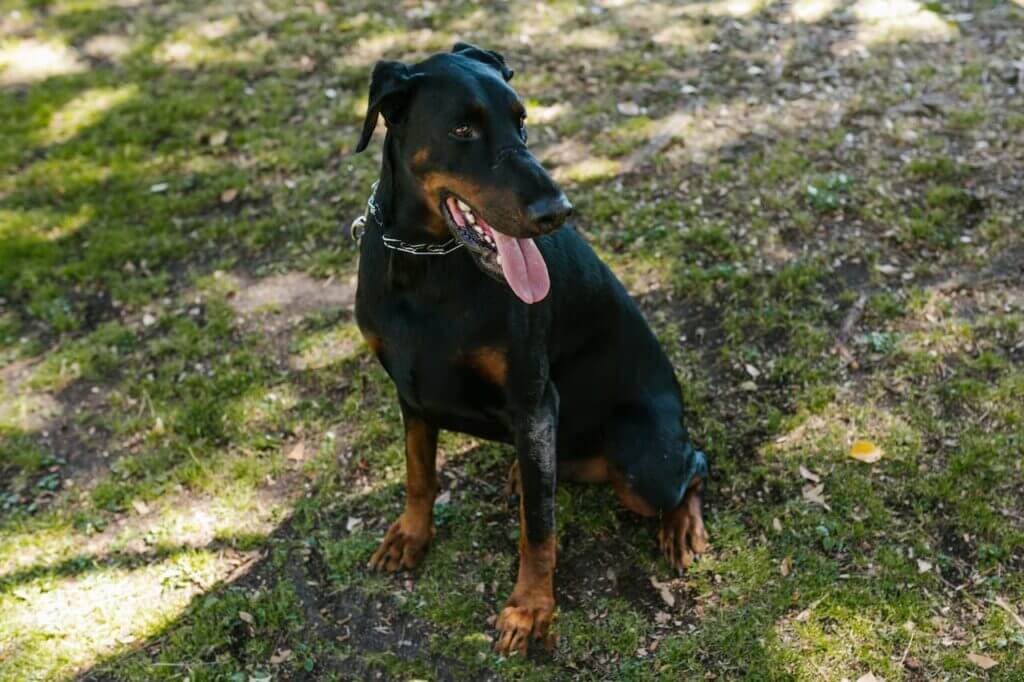 Are Dobermans Dangerous 3