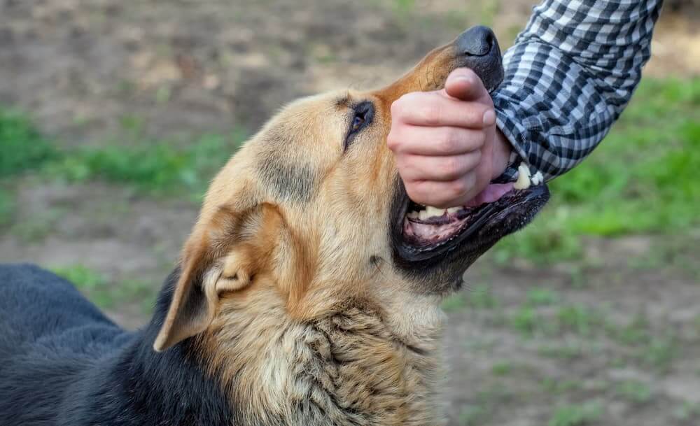 Can a Dog Bite Really Break Your Bones? Understanding the Risks and Symptoms