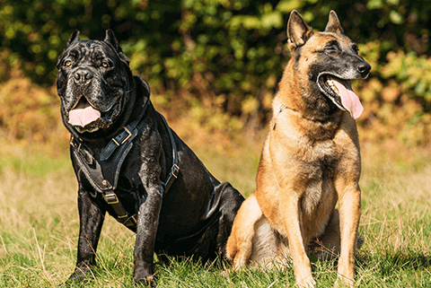 dog breeds
