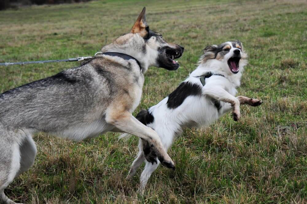 A Dog Escaped and Bit Another Dog