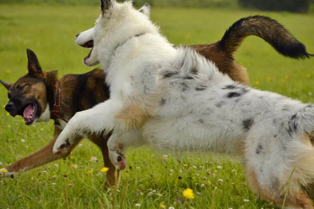 A Dog Escaped and Bit Another Dog
