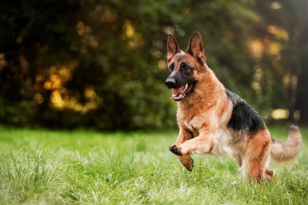 Are German Shepherds Dangerous