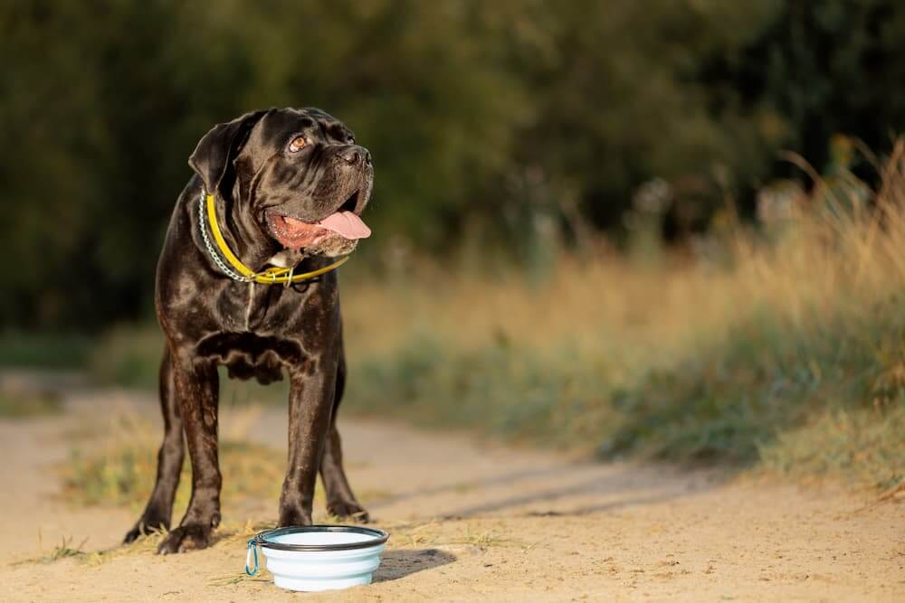 Are Cane Corso Dogs Dangerous