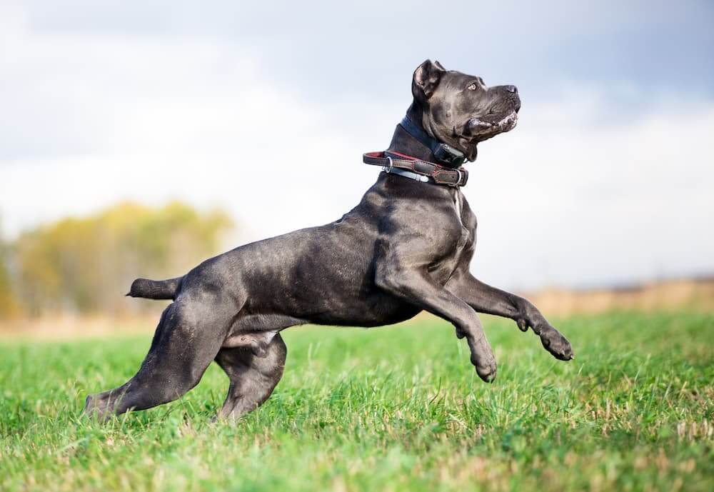 Are Cane Corso Dogs Dangerous1