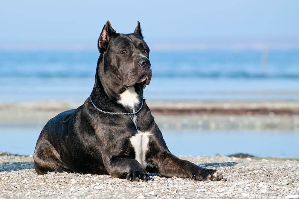 Are Cane Corso Dogs Dangerous5