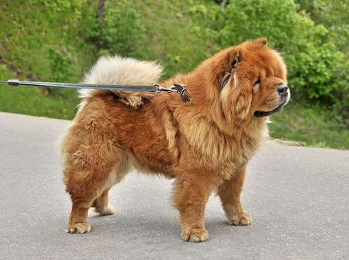 Are Chow Chows Dangerous? Are Chow Chows Dangerous?