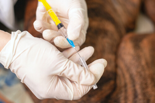 Can a Dog Be Euthanized for Biting Someone?
