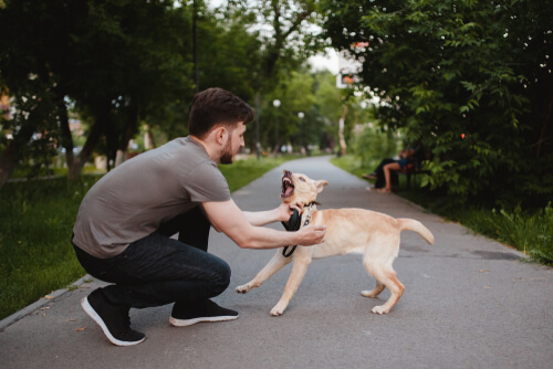 Why Does My Dog Bite Me?