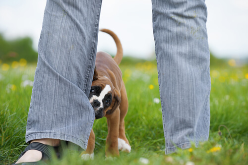 Why Does My Dog Bite My Feet?