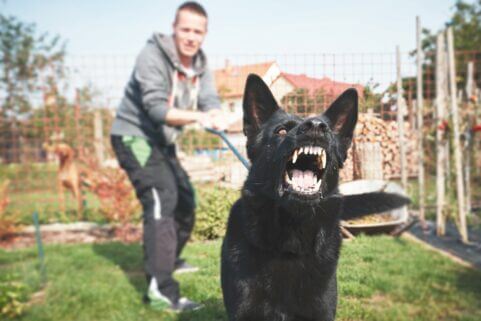 Can I Shoot a Dog Attacking My Dog?