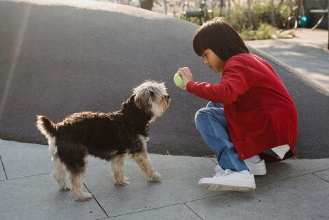 Child dog bite settlements