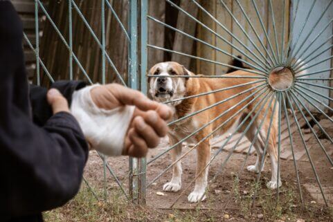 Why Does My Dog Bite Me?