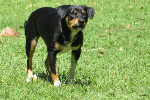dog on grass about to attack